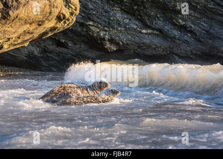 Deux phoques gris (Halichoerus grypus) comme à la mère et à l'entrée des petits dans la mer rocheuse à Wicklow sur côte est en Irlande. Banque D'Images