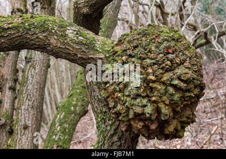 English le chêne pédonculé (Quercus robur) Burr England UK Banque D'Images