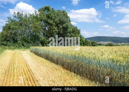 Avec Champ de seigle vert avec une très longue tige, à partir de ce qui a déjà été rentré une partie de la production de plantes entières d'ensilage. Banque D'Images