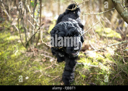 Noir hybride Cockapoo Puppy Dog. Banque D'Images
