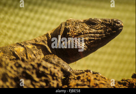 Lézard géant d'El Hierro (Gallotia simonyi), El Hierro, île des Canaries, Espagne, Europe Banque D'Images