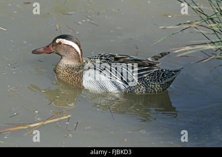 Drake la natation. (Captive) WWT, Arundel, West Sussex, UK, Mai 2010 Banque D'Images