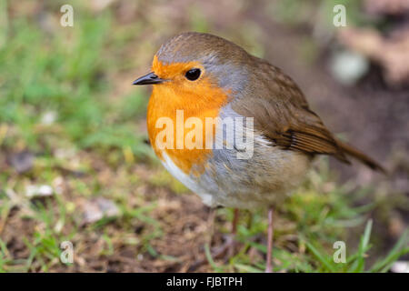 L'accent peu profondes d'un coup, robin Erithacus rubecula aux abords, dans un jardin à la fin de l'hiver Banque D'Images
