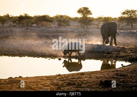 Rhino et un éléphant Banque D'Images