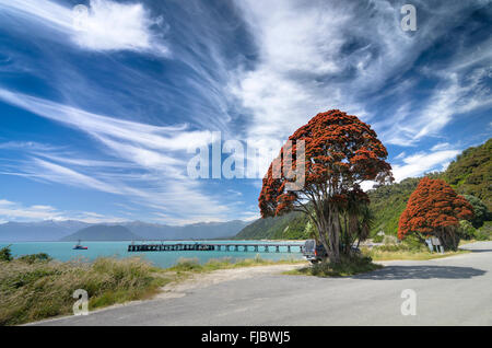 Floraison rouge de l'arbre de Noël de Nouvelle-Zélande (Metrosideros tomentosa), avec ciel nuageux, Jackson Bay, côte ouest, Tasman Banque D'Images