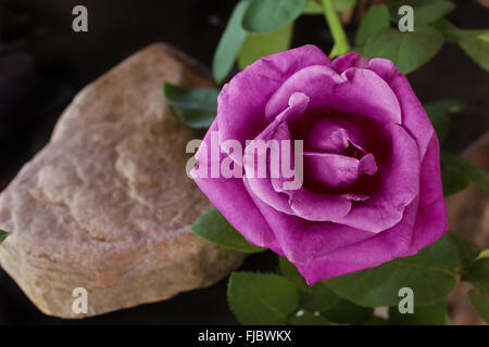 Fleur rose violet perple avec rock sur fond sombre Banque D'Images