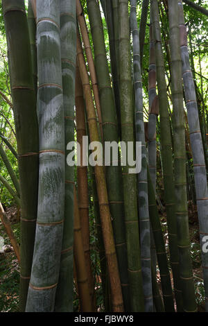 Bambou Dendrocalamus giganteus (géant), bosquet du bambou dans le jardin botanique Jardin de Mascarin, près de Saint Leu, la Réunion Banque D'Images