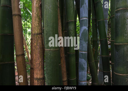 Bambou Dendrocalamus giganteus (géant), bosquet du bambou dans le jardin botanique Jardin de Mascarin, près de Saint Leu, la Réunion Banque D'Images