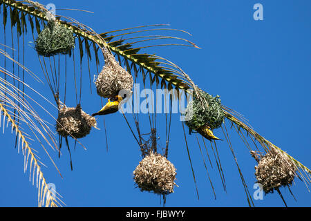 Village Weaver ou tachetée de secours (Weaver Ploceus cucullatus) construction d'un nid, nid accroché sur une feuille d'un palmier, à la Réunion Banque D'Images