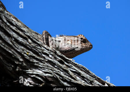 Le centre de dragon barbu (Pogona vitticeps) perché sur une branche, à la Réunion Banque D'Images