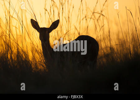 Les antilopes dans le coucher du soleil Banque D'Images