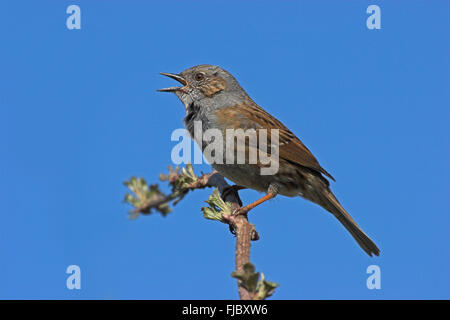 Nid de chant (Prunella modularis) sur une branche, Hesse, Allemagne Banque D'Images