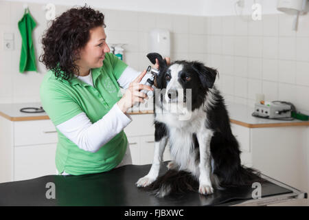 Contrôle vétérinaire vétérinaire, femme l'oreille d'un chien, Border Collie Banque D'Images