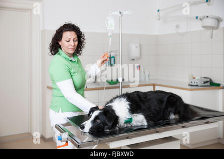 Vétérinaire, vétérinaire avec femelle Border Collie, chien est une infusion à la vétérinaire Banque D'Images