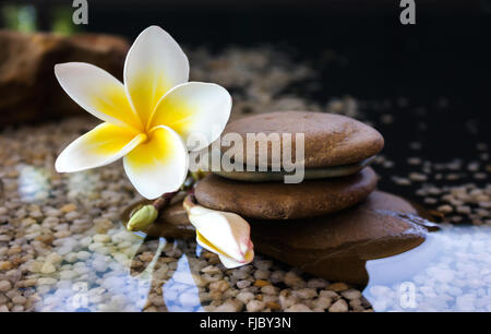 Toucher la nature avec calme et relaxant à la fleur de frangipanier plumeria ou sur l'eau et de galets décorés dans un style zen rock Banque D'Images
