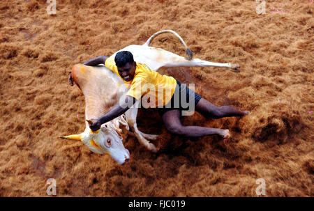 Jallikattu ou d'apprivoiser le taureau est l'un des plus vieux sports anciens vu à l'époque moderne. Madurai , Inde Banque D'Images