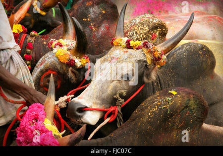 Portrait d'un Jallikattu taureau. Jallikattu ou d'apprivoiser le taureau est l'un des plus vieux sports anciens vu à l'époque moderne. Banque D'Images