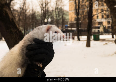 Ferret dans les mains (gants) dans la ville Banque D'Images