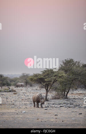 Rhino s'exécutant dans Etosha National Park. Banque D'Images