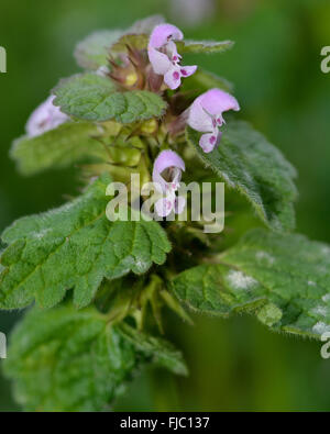 Red dead-nettle (Lamium purpureum). Une plante à fleurs rouge foncé, également connu sous le nom de Purple Violet et archangle deadnettle Banque D'Images