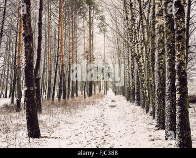 Paysage d'hiver : forêt, arbres et herbe, enduits de gel, neige, route couverte Banque D'Images