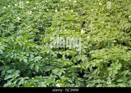 Les jeunes, la floraison de petites fleurs blanches, de plus en plus de plants de pommes de terre sur le terrain. Banque D'Images
