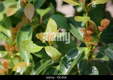 Cinnamomum camphora Feuille d'arbre Banque D'Images