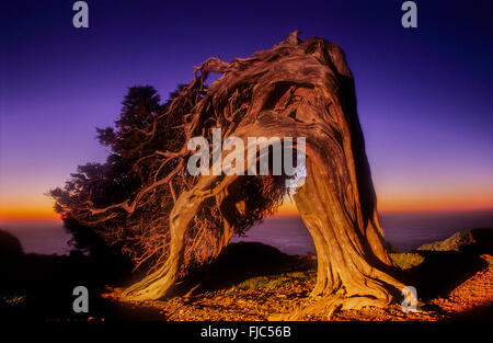 Sabine (Juniperus turbinata ssp. canariensis), El Sabinar, El Hierro, île des Canaries, Espagne, Europe Banque D'Images