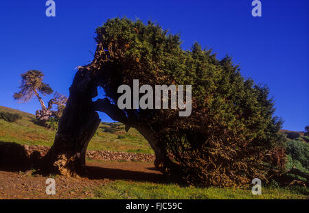 Sabine (Juniperus turbinata ssp. canariensis), El Sabinar, El Hierro, île des Canaries, Espagne, Europe Banque D'Images