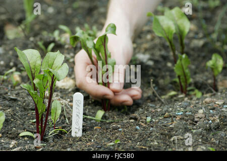 Les jeunes plants de betterave croissant dans le sol avec un tag de betterave à côté d'eux et d'une main en tirant un Banque D'Images