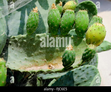 Close up of prickly pear cactus géant couvert de toiles d'araignées Banque D'Images