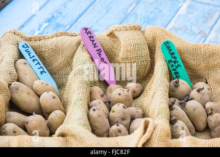 Pomme de terre - Solanum tuberosum, Arran 'Pilote', 'Juliette' et 'Sharpes Express', créé pour chit avant la plantation, en Angleterre, Février Banque D'Images