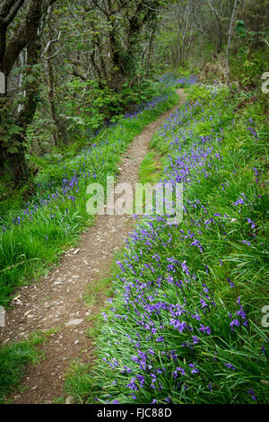 Bluebell Wood, Solva, Pembrokeshire, West Wales UK Banque D'Images