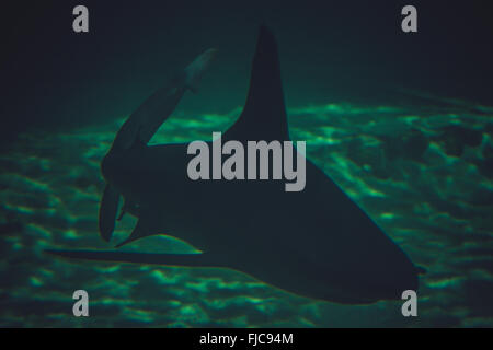 Un requin blanc natation sous-marine le long de Banque D'Images