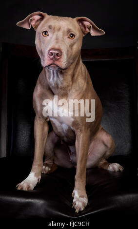 Portrait d'un pit-bull en studio sur un fond noir Banque D'Images