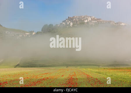 Castelluccio avec champs de pavot dans le brouillard du matin, Ombrie, Italie Banque D'Images