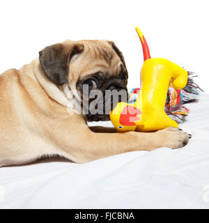 Le PUG Playing with toy Banque D'Images