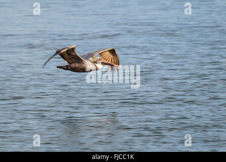 Un Pélican brun Pelecanus occidentalis, voler parallèlement à la rive à Fort Myers Beach, Florida, USA Banque D'Images