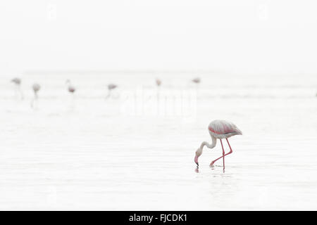 Les flamants roses s'alimenter à une zone humide Banque D'Images