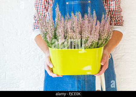 Heather rose en pot Banque D'Images