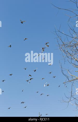 Une volée d'oiseaux dans le bleu sans nuages Banque D'Images