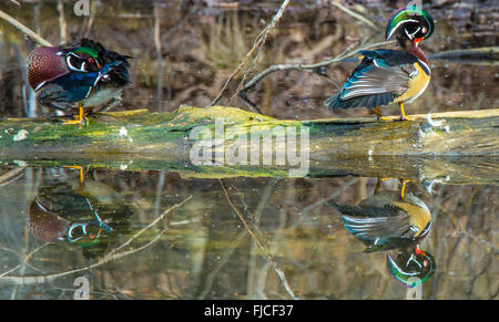 La faune, le Canard branchu mâle réflexions perché sur un log en étang.USA Banque D'Images