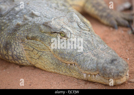 Un Crocodile repose sur les rives de la rivière Chobe Banque D'Images