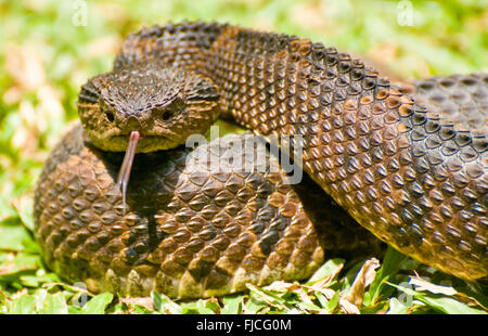 La faune, les reptiles, Mexican Jumping Pit Viper Serpent, Costa Rica Banque D'Images