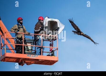 Chercheur NREL Jason Roadman et Seth Oster vétérinaire libérer un aigle doré au cours de la recherche au Centre National de Technologie éolienne le 9 février 2016 à Boulder, CO. La recherche est d'aider le Ministère de l'énergie à mettre au point des systèmes pour prévenir les impacts d'oiseaux avec des éoliennes. Banque D'Images