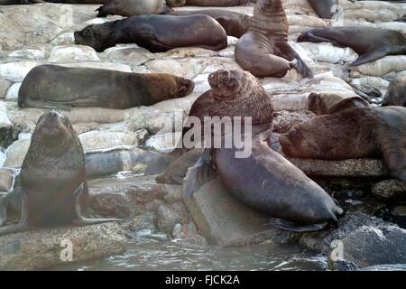 Loup de Mer - port de Paita. .Département de Piura au Pérou Banque D'Images