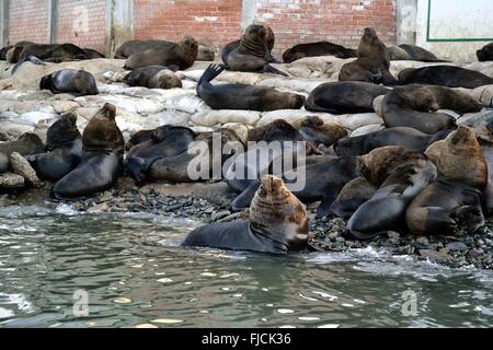 Loup de Mer - port de Paita. .Département de Piura au Pérou Banque D'Images