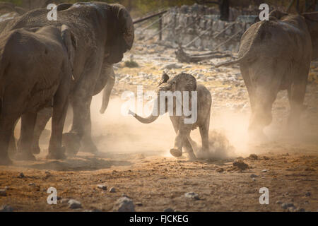 Jeune éléphant tournant à un trou d'eau Banque D'Images