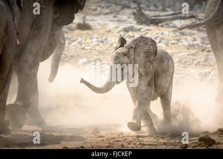 Jeune éléphant tournant à un trou d'eau Banque D'Images