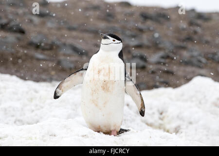 L'antarctique, les pingouins, les manchots de l'Antarctique. Gamla (Pygoscelis antarctica) Banque D'Images